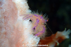 Hair galatea
Nikon D200, 105 micro, twin strobo
Manado ... by Marchione Giacomo 